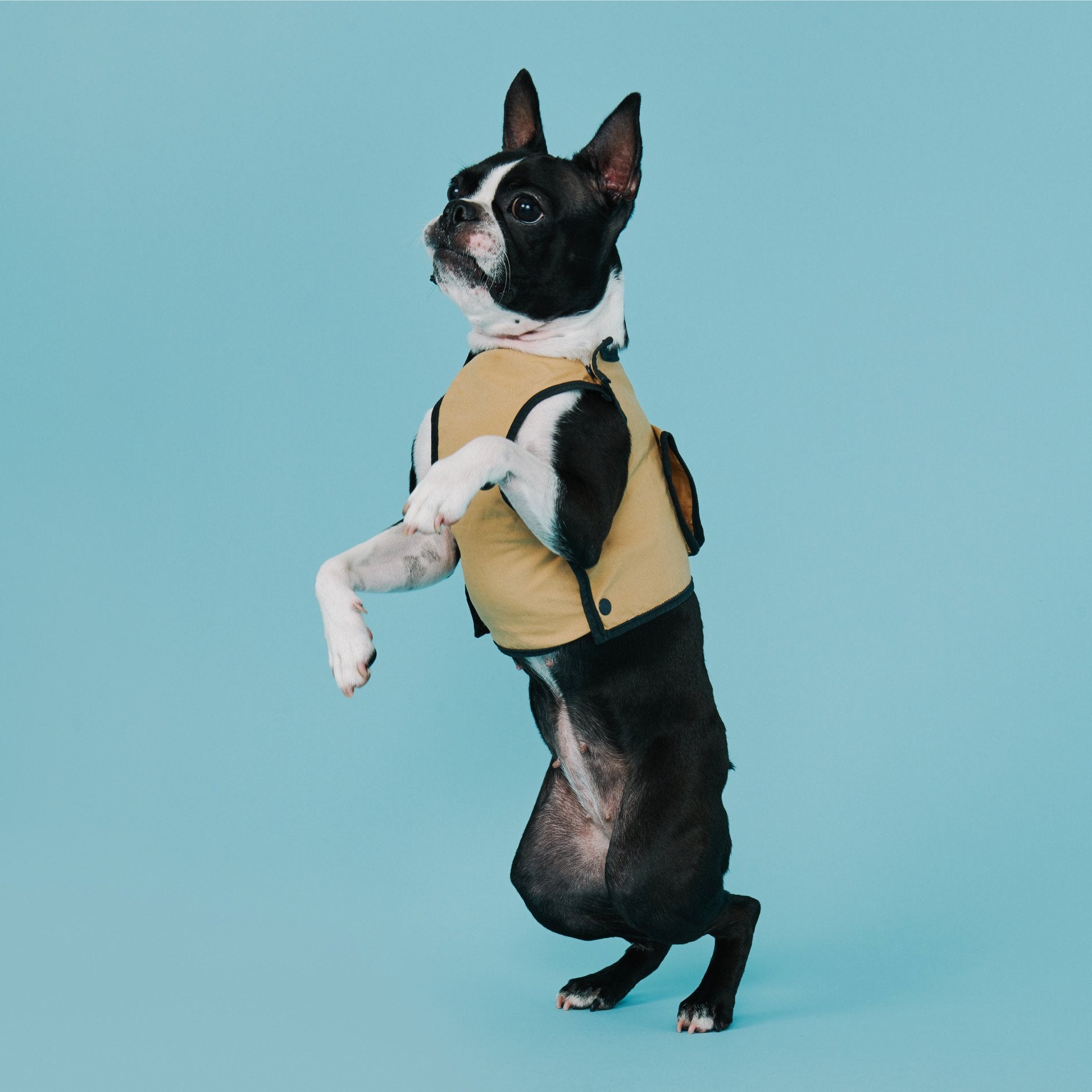 yama paws®