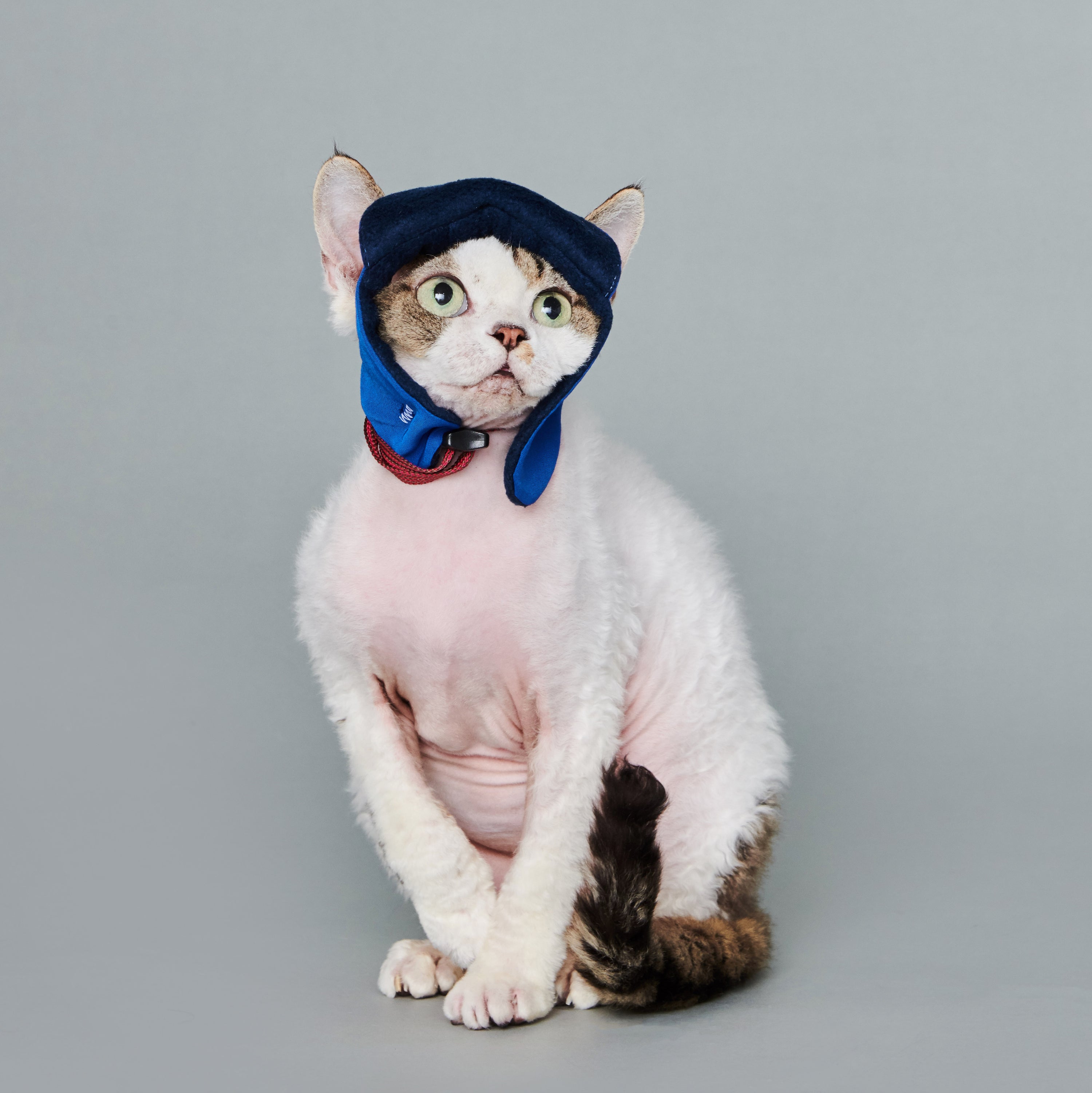 yama paws / aviator hat navy