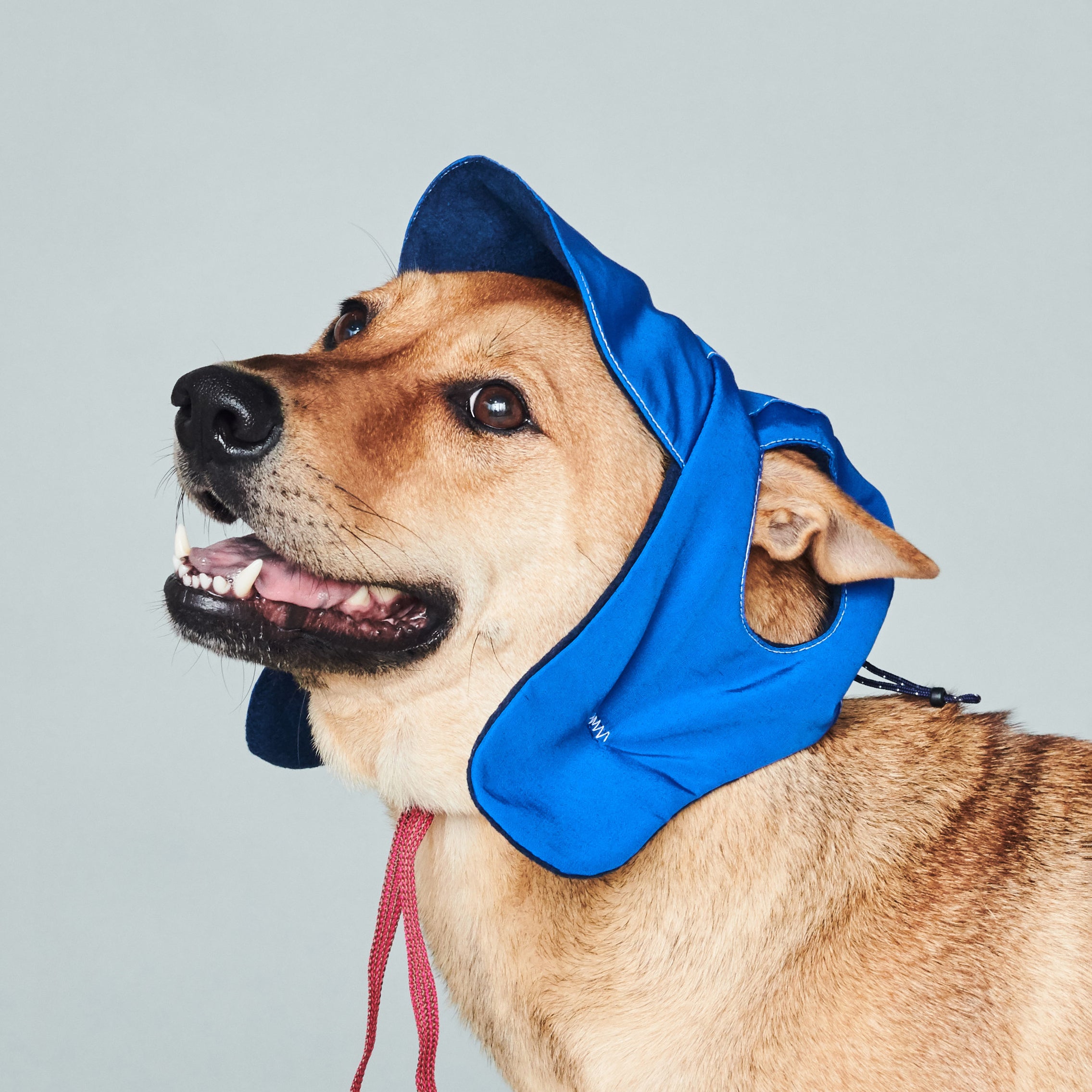 yama paws / aviator hat navy