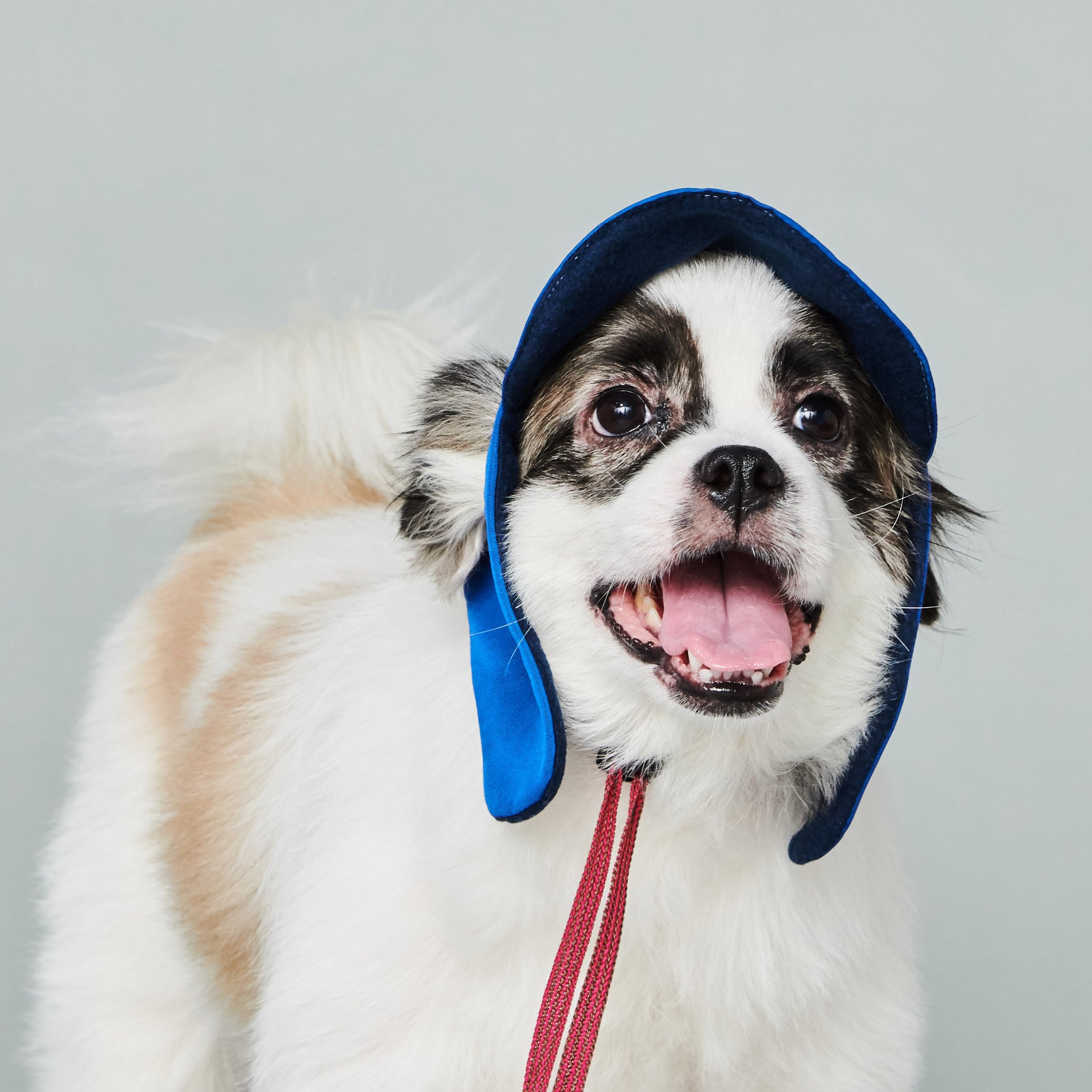 yama paws / aviator hat navy