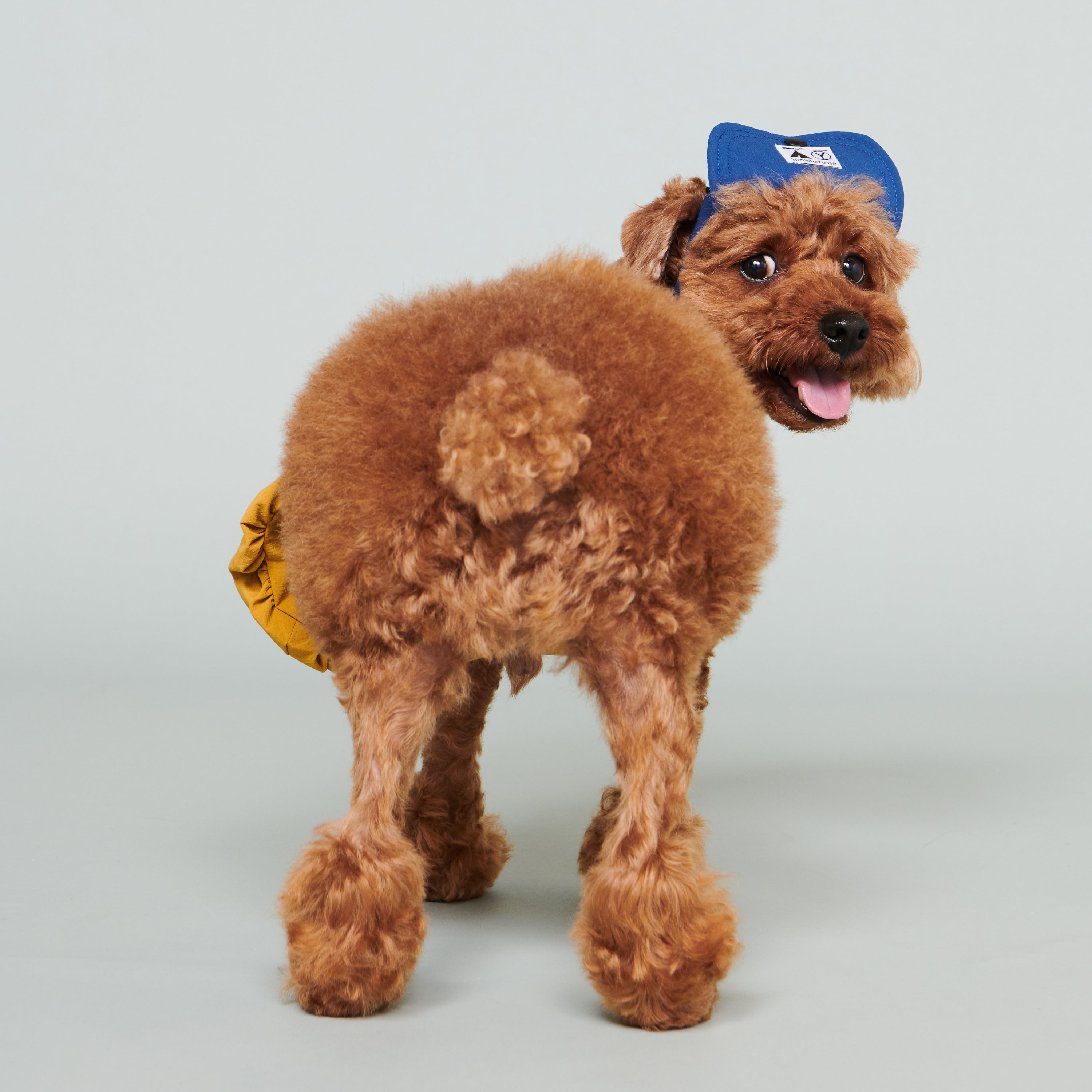 yama paws / baram cap navy