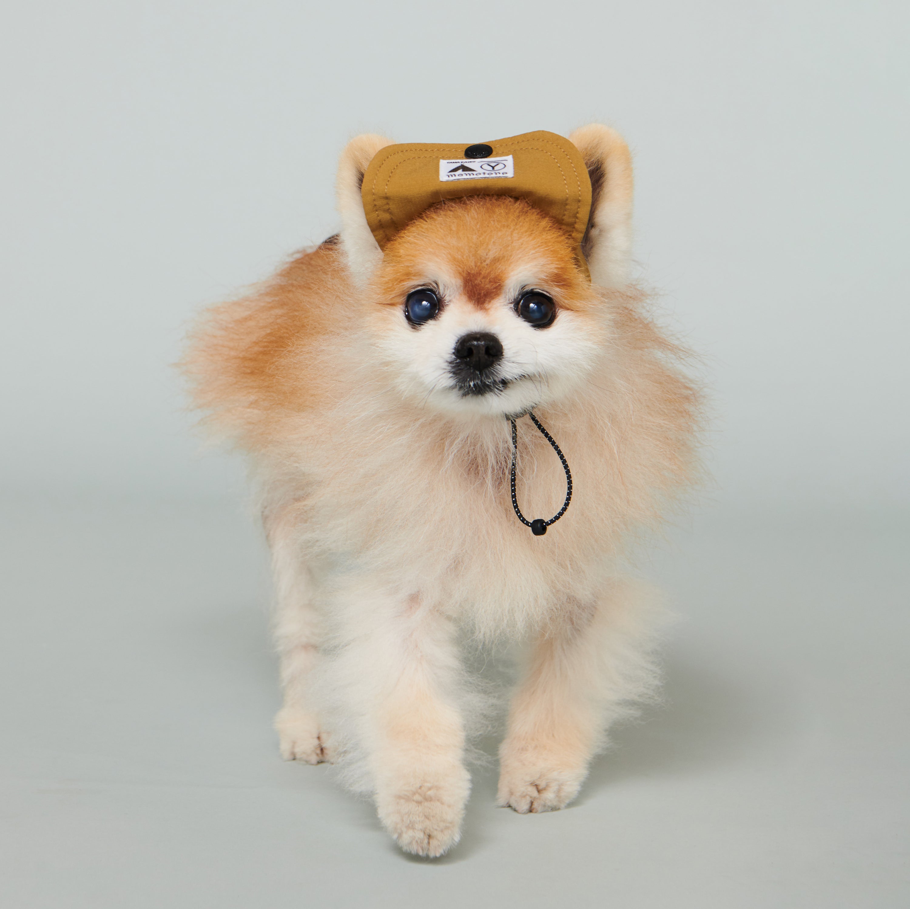 yama paws / baram cap mustard