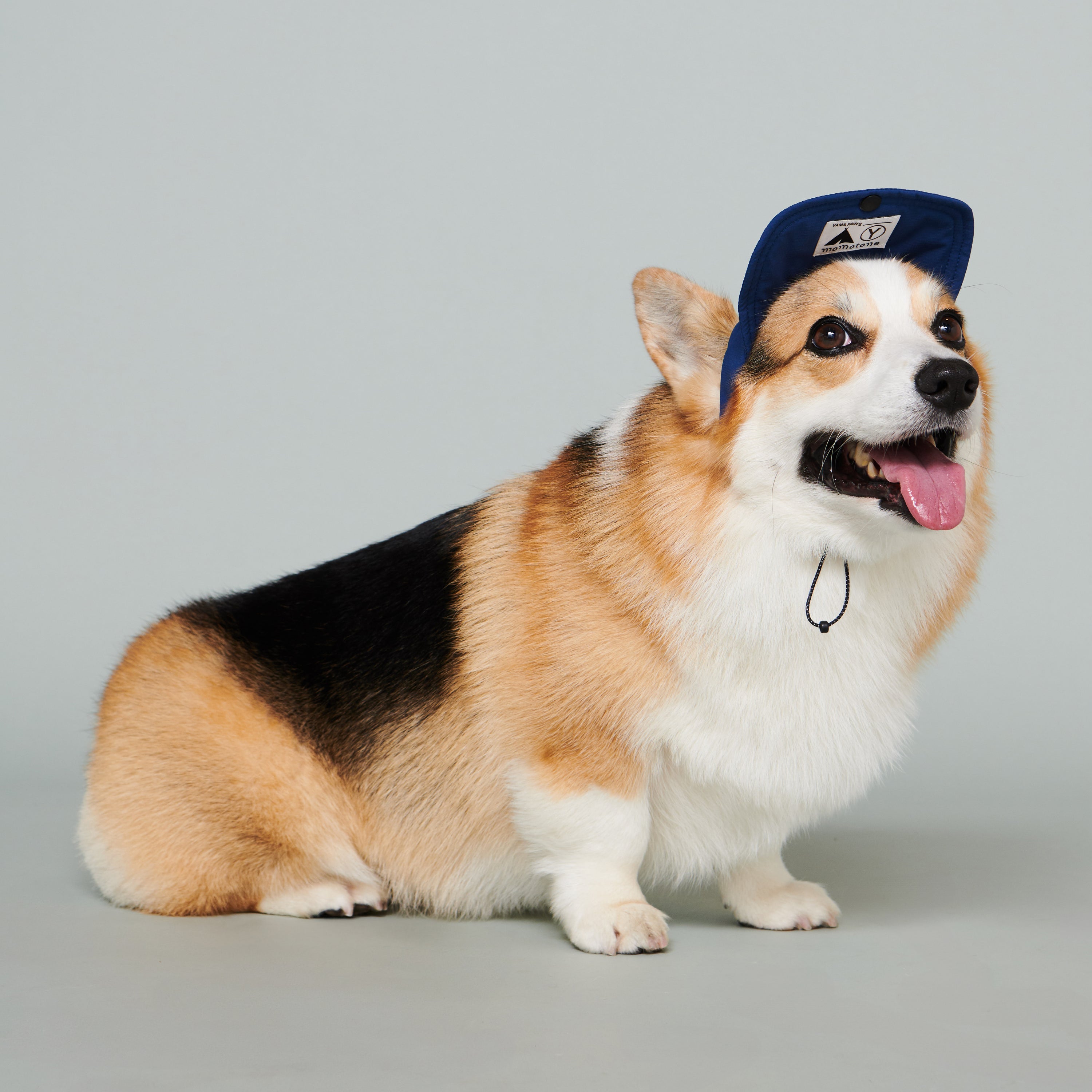 yama paws / baram cap navy