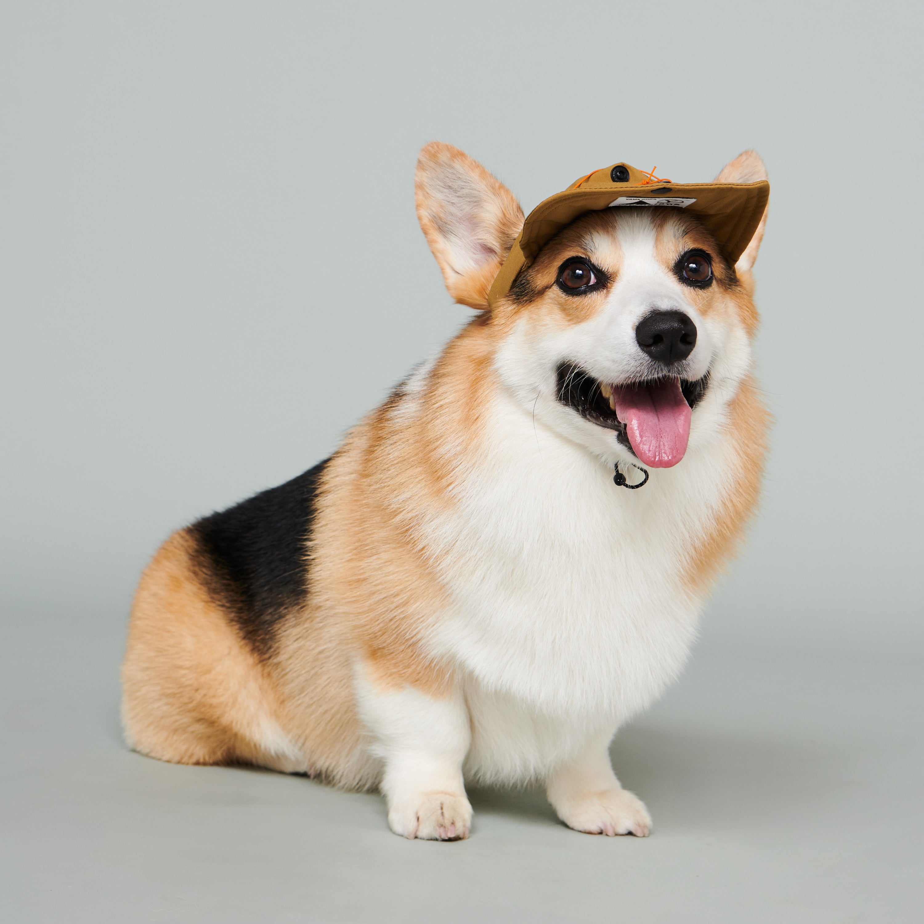 yama paws / baram cap mustard