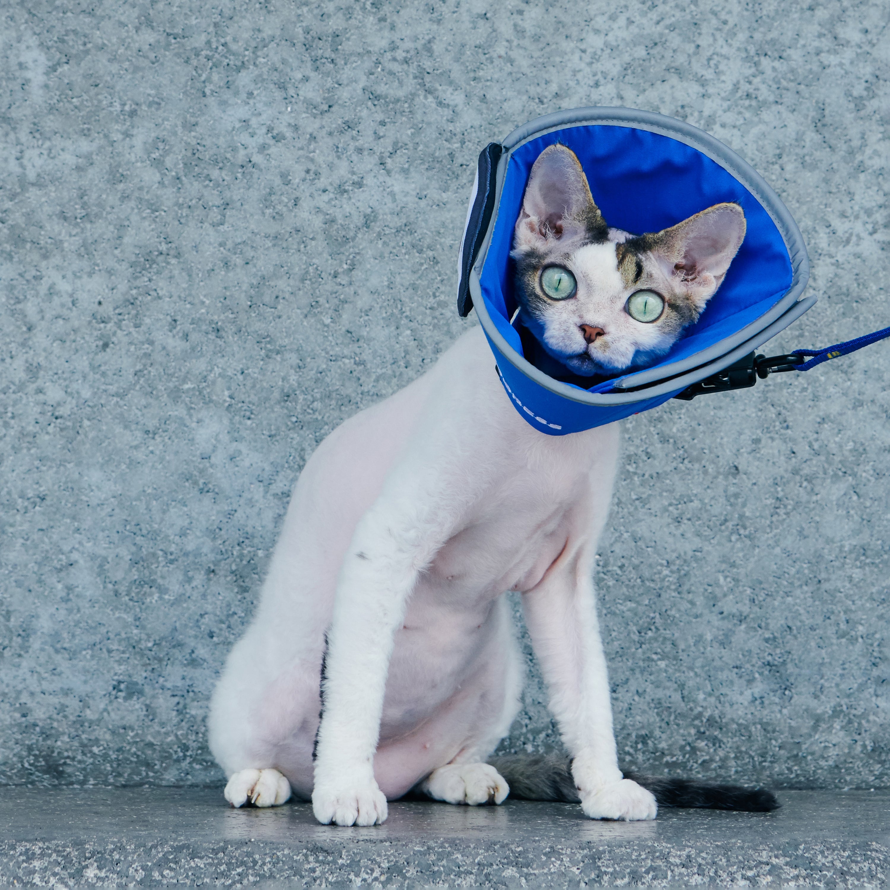 matsui x momotone / "recovery in progress" elizabethan collar blue