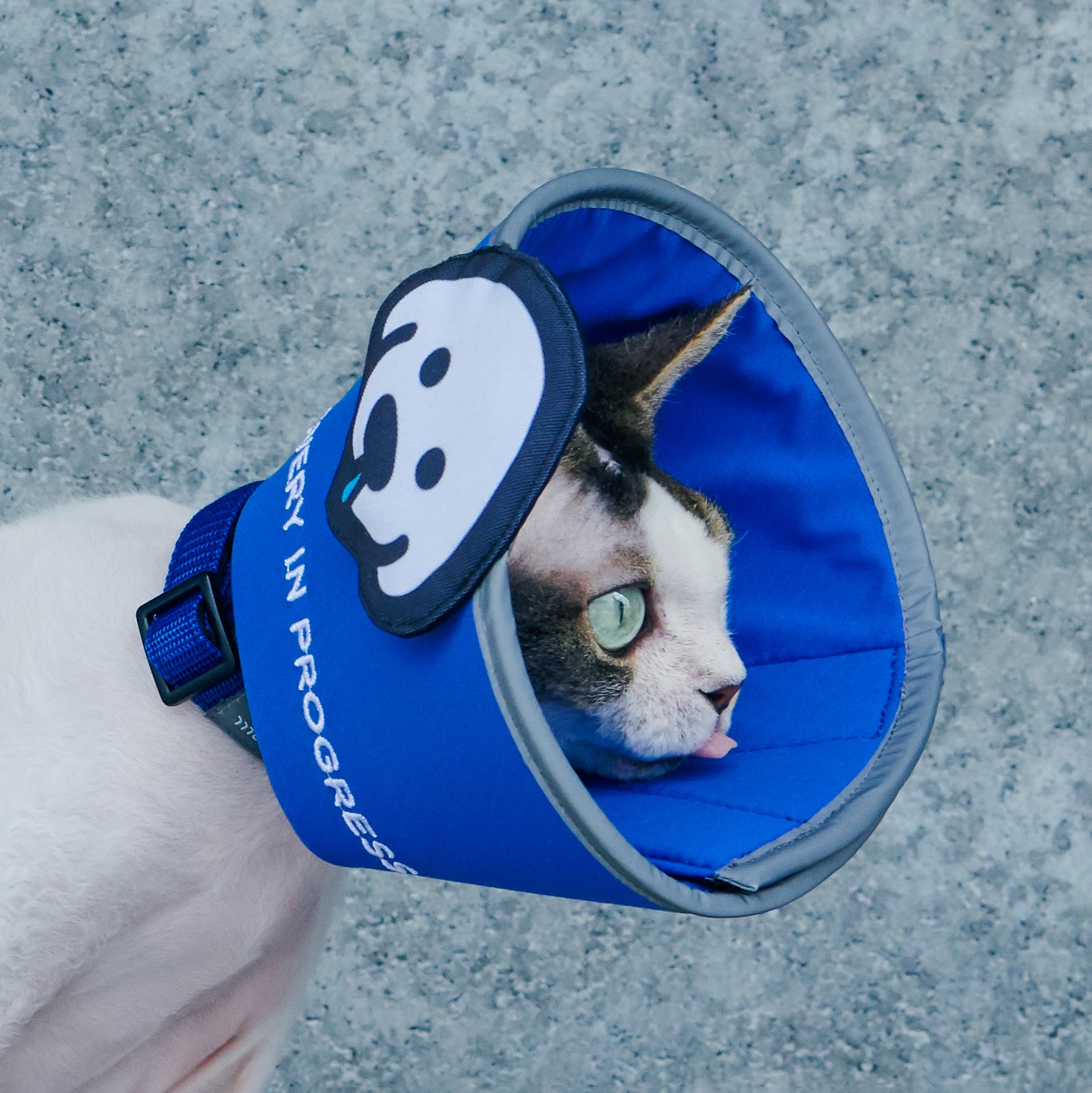 matsui x momotone / "recovery in progress" elizabethan collar blue