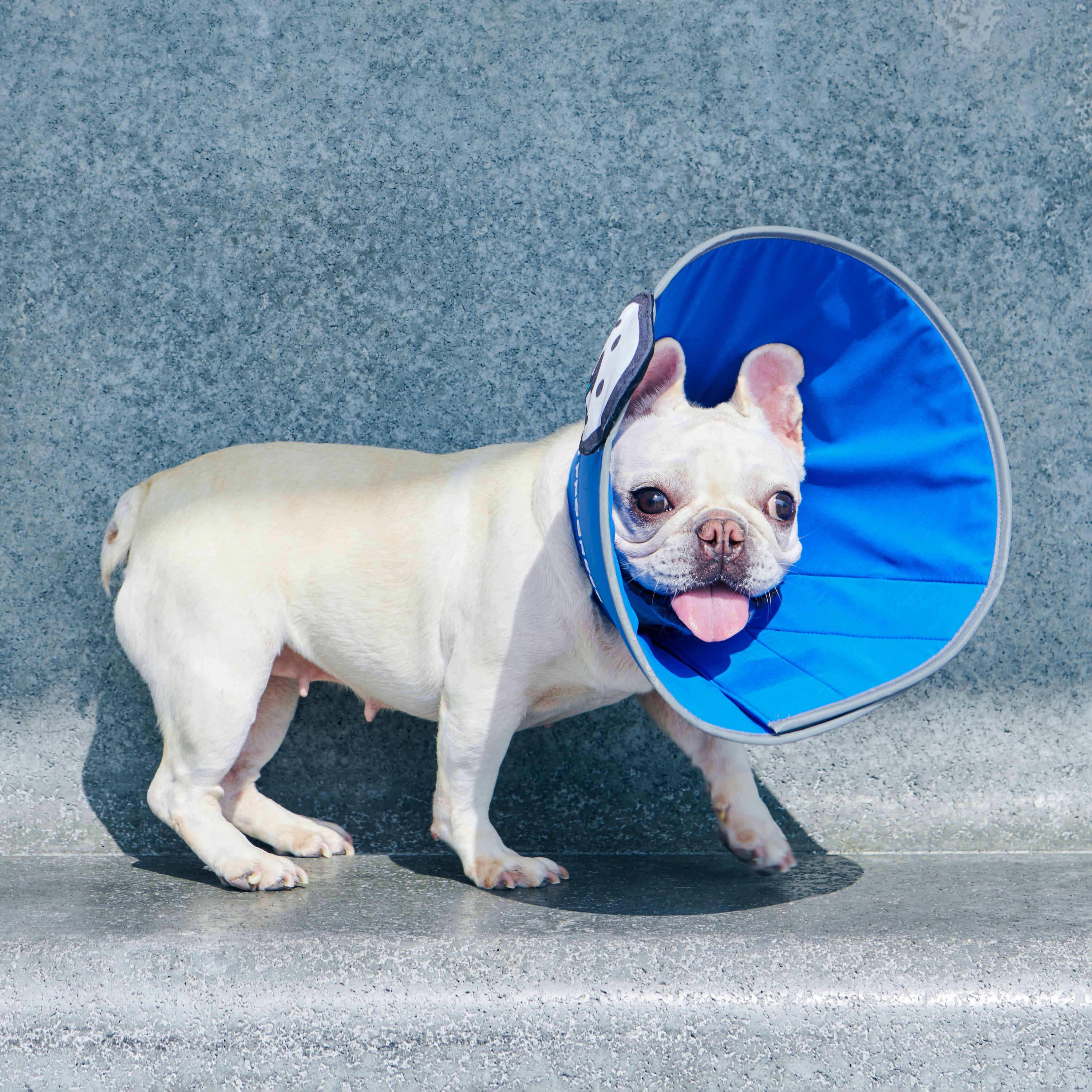 matsui x momotone / "recovery in progress" elizabethan collar blue