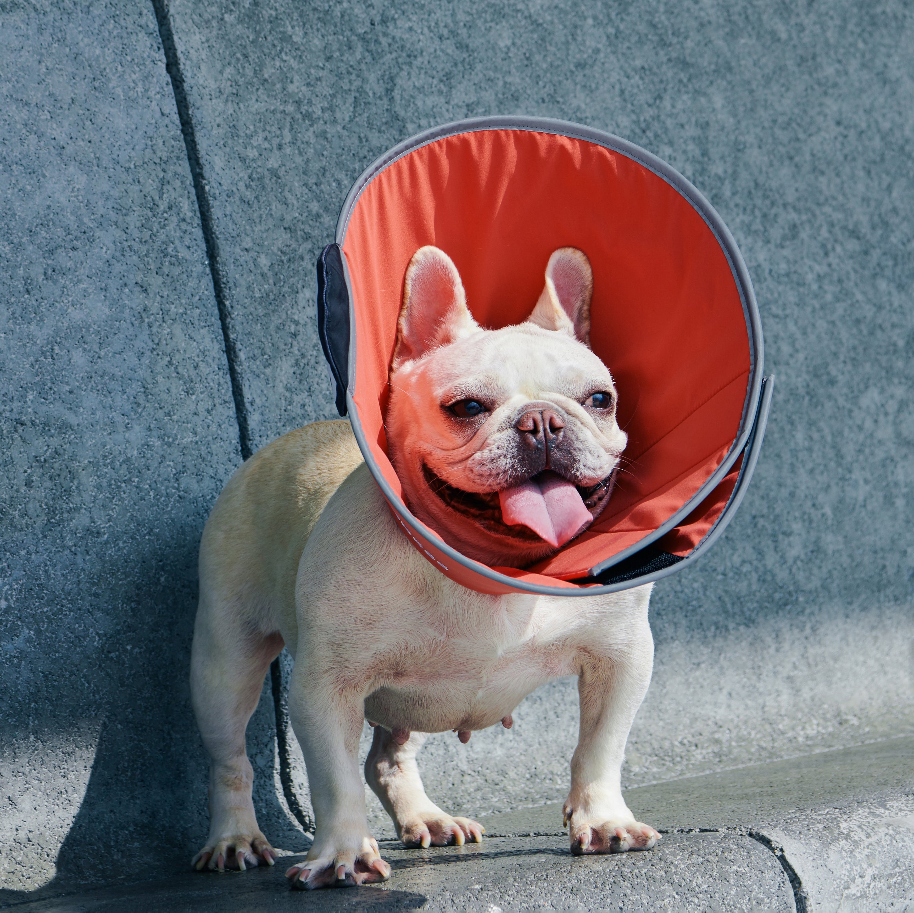 matsui x momotone / "recovery in progress" elizabethan collar coral