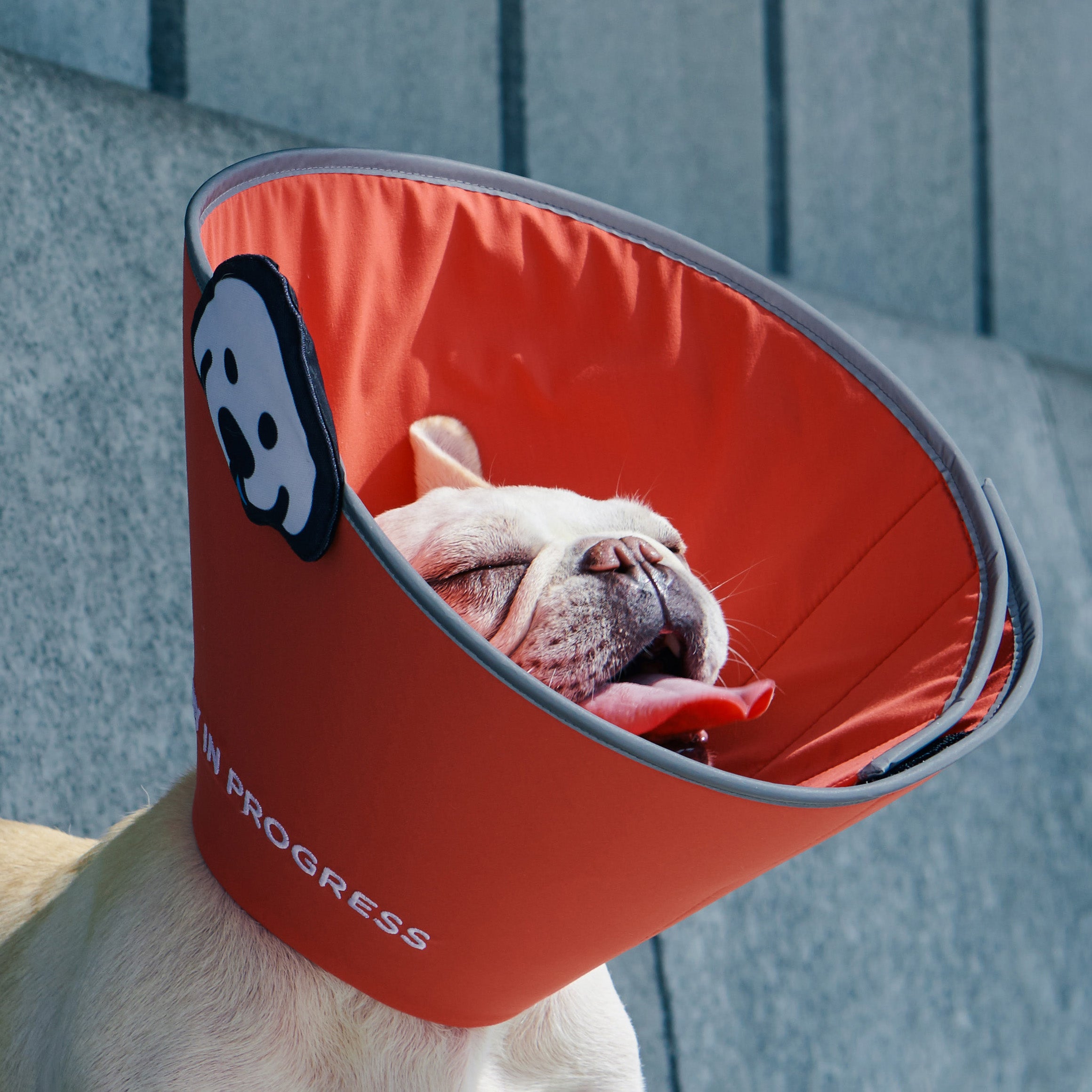 matsui x momotone / "recovery in progress" elizabethan collar coral