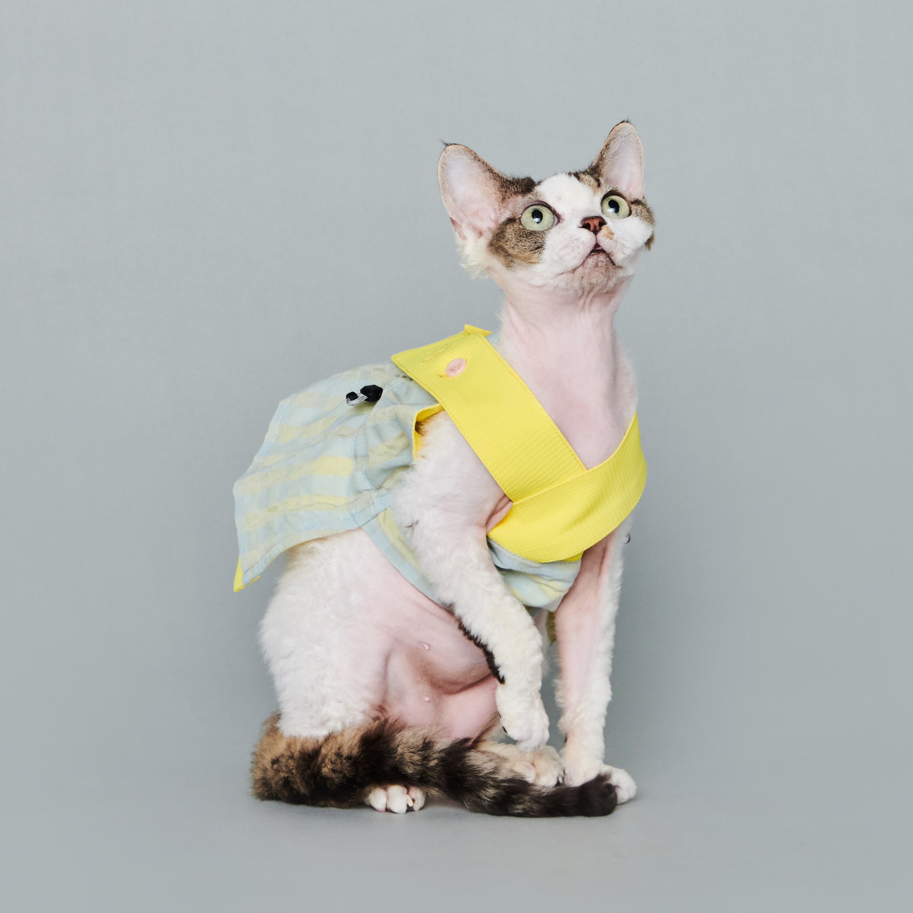 asteroid / bergamot pinafore