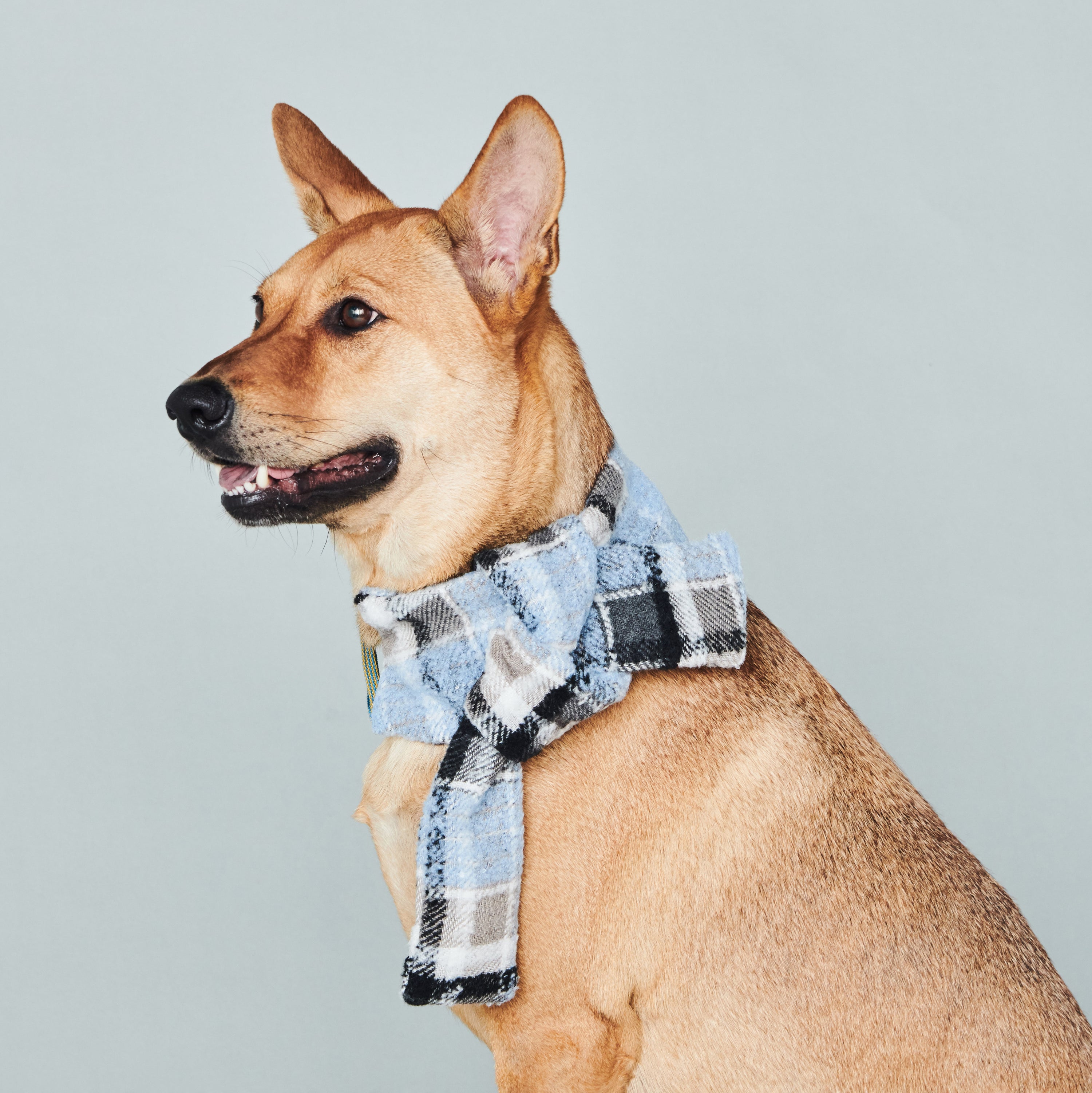 asteroid / plaid neckwear light blue