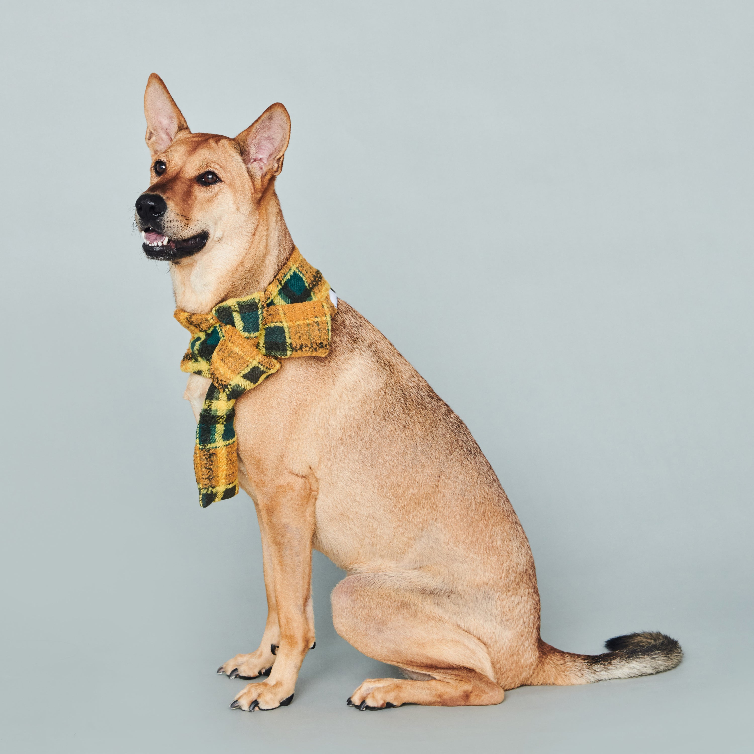 asteroid / plaid neckwear mustard & green