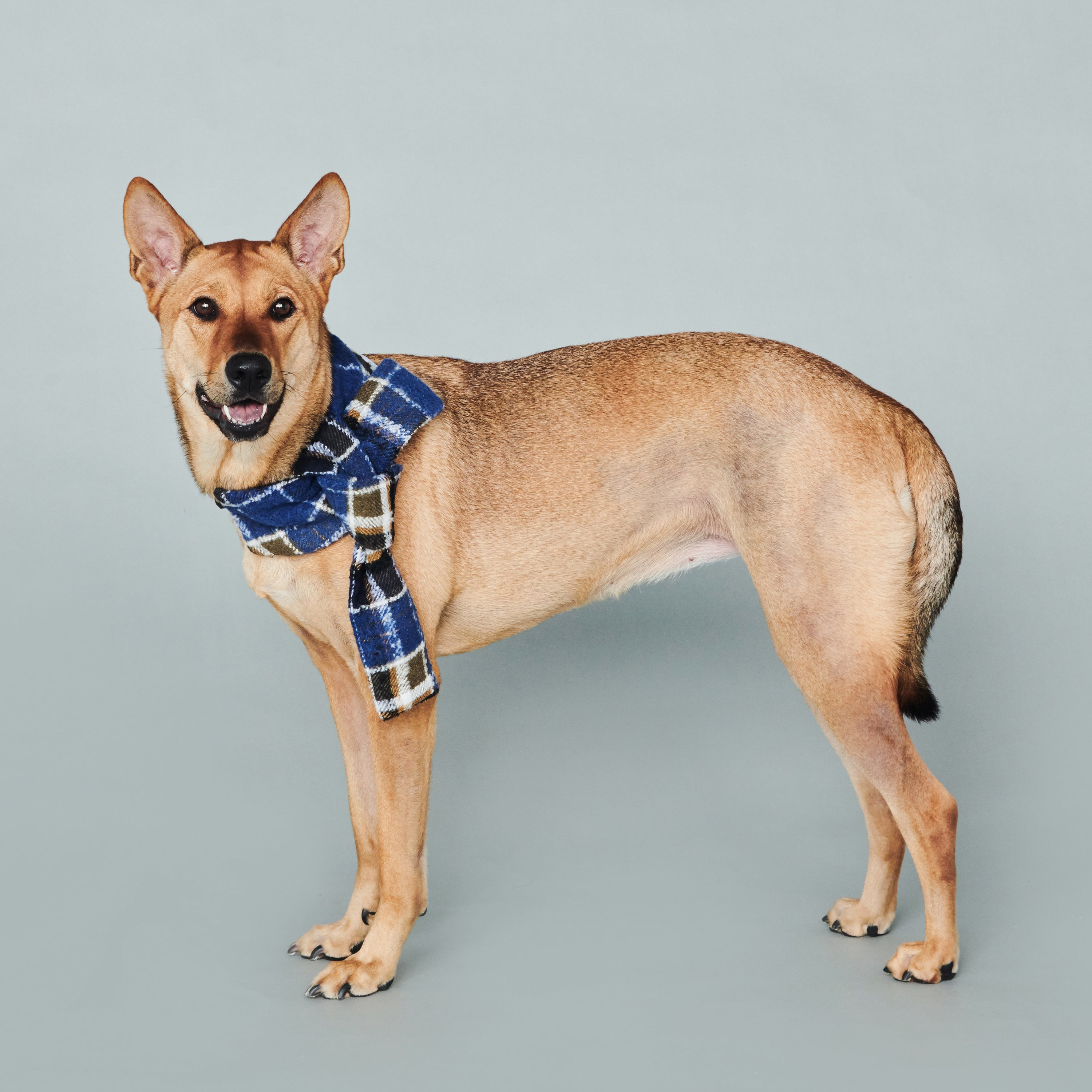 asteroid / plaid neckwear navy