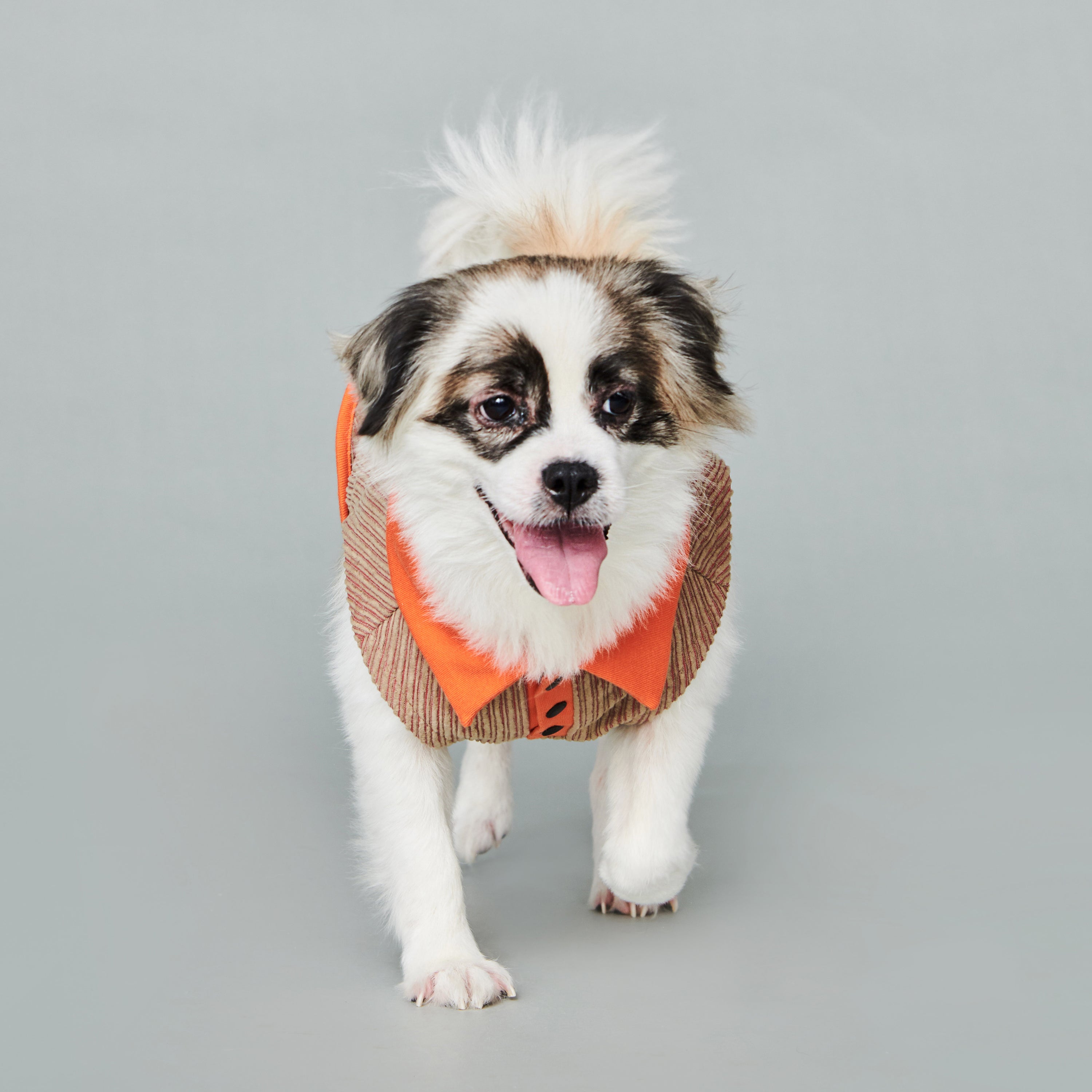 asteroid / ren polo top orange