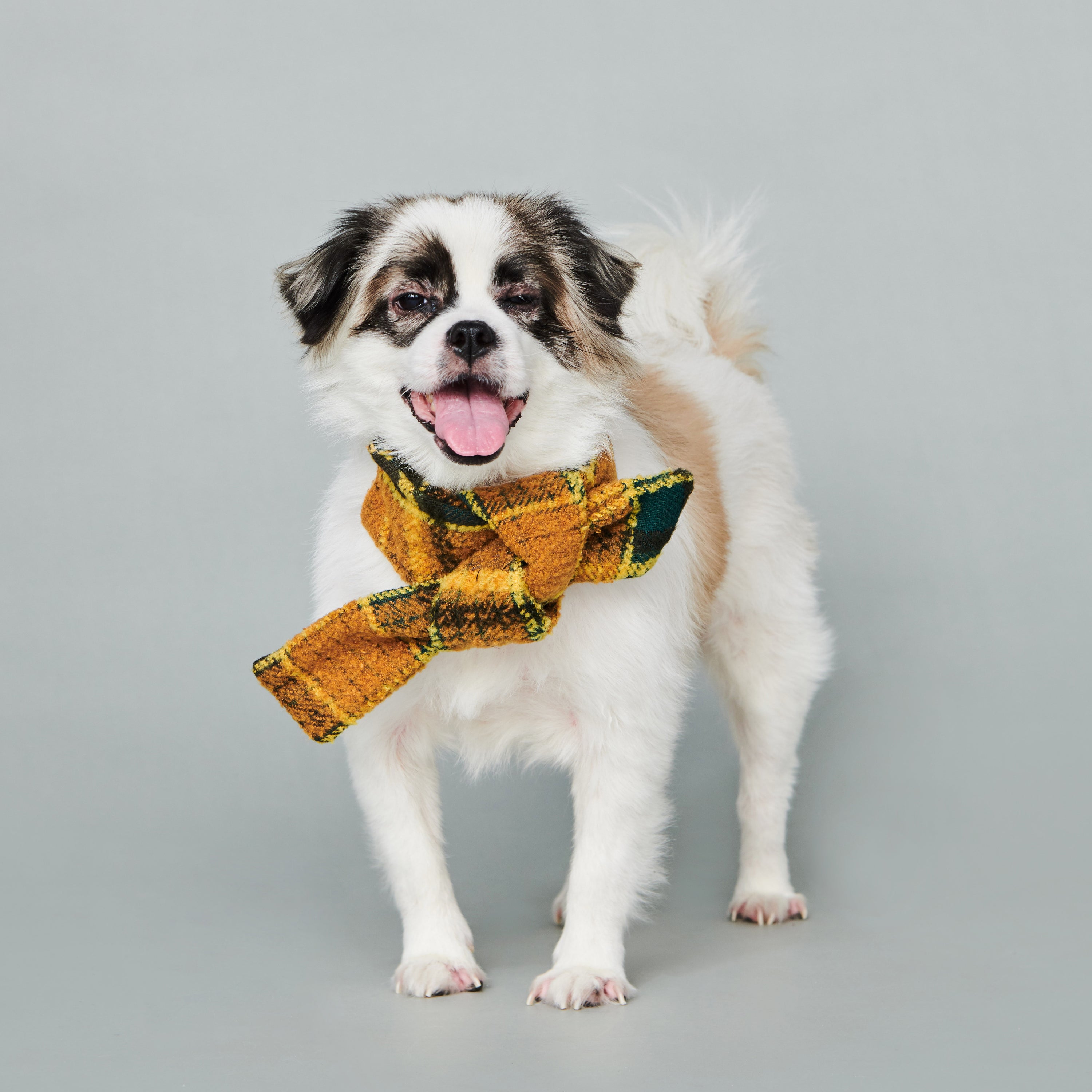 asteroid / plaid neckwear mustard & green