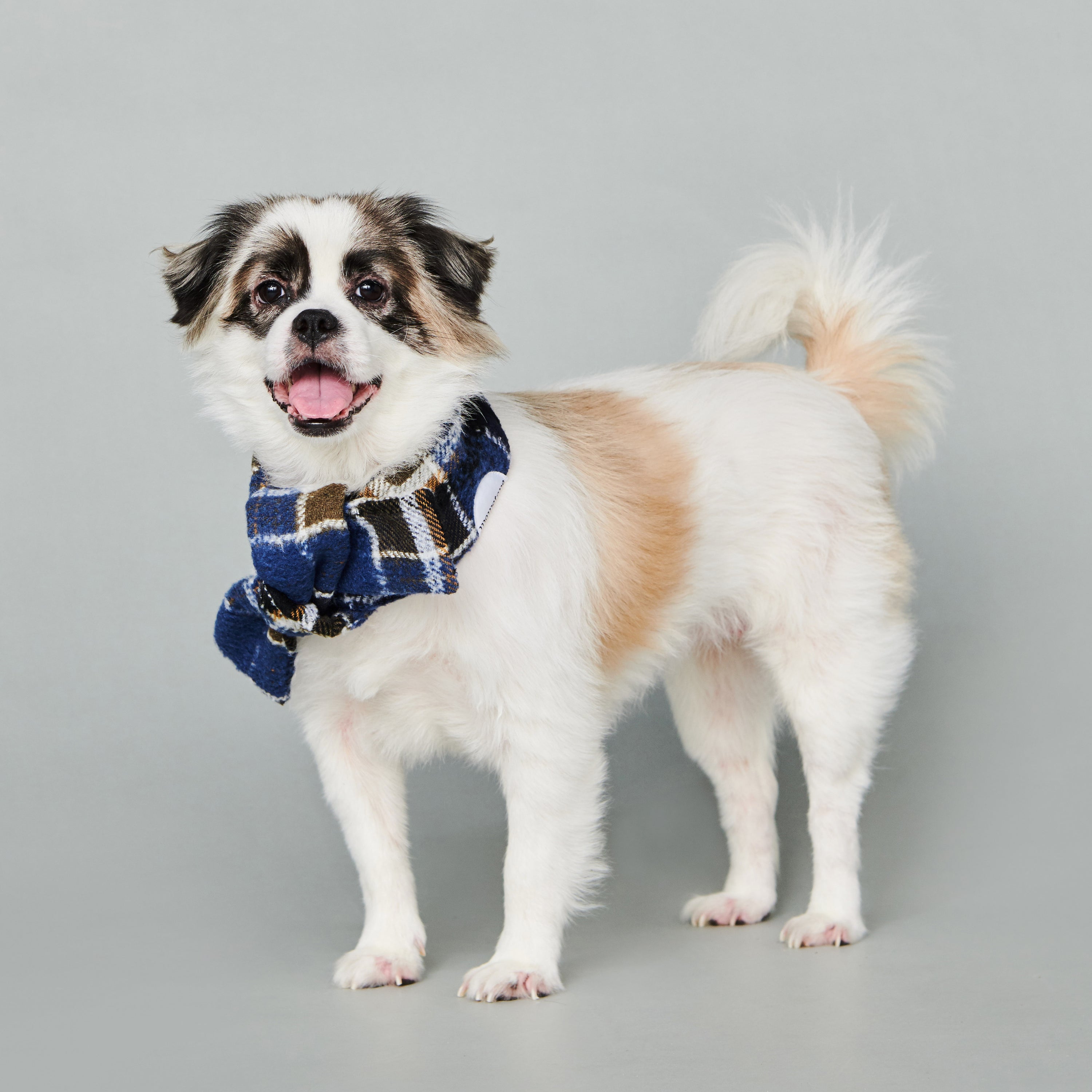 asteroid / plaid neckwear navy