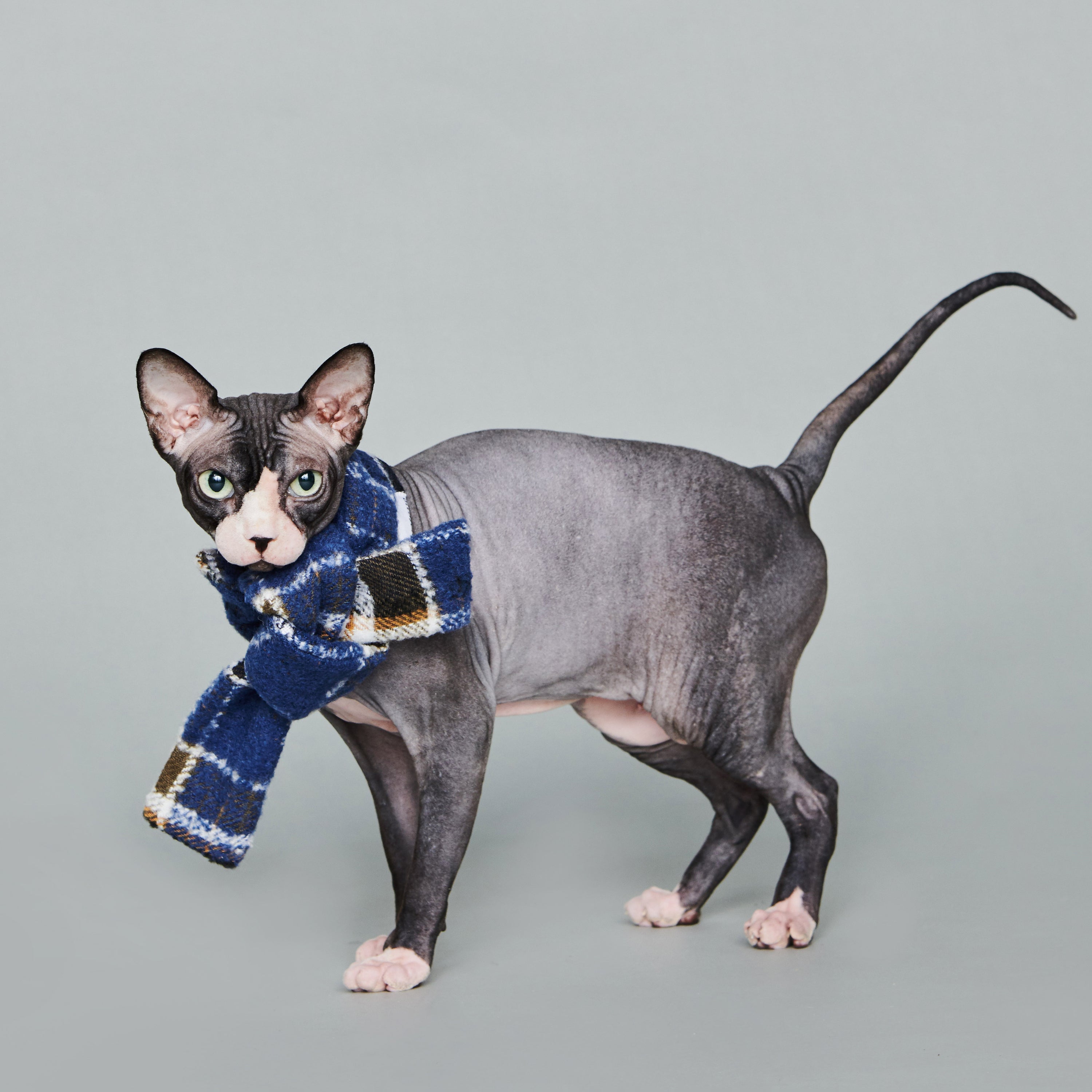 asteroid / plaid neckwear navy