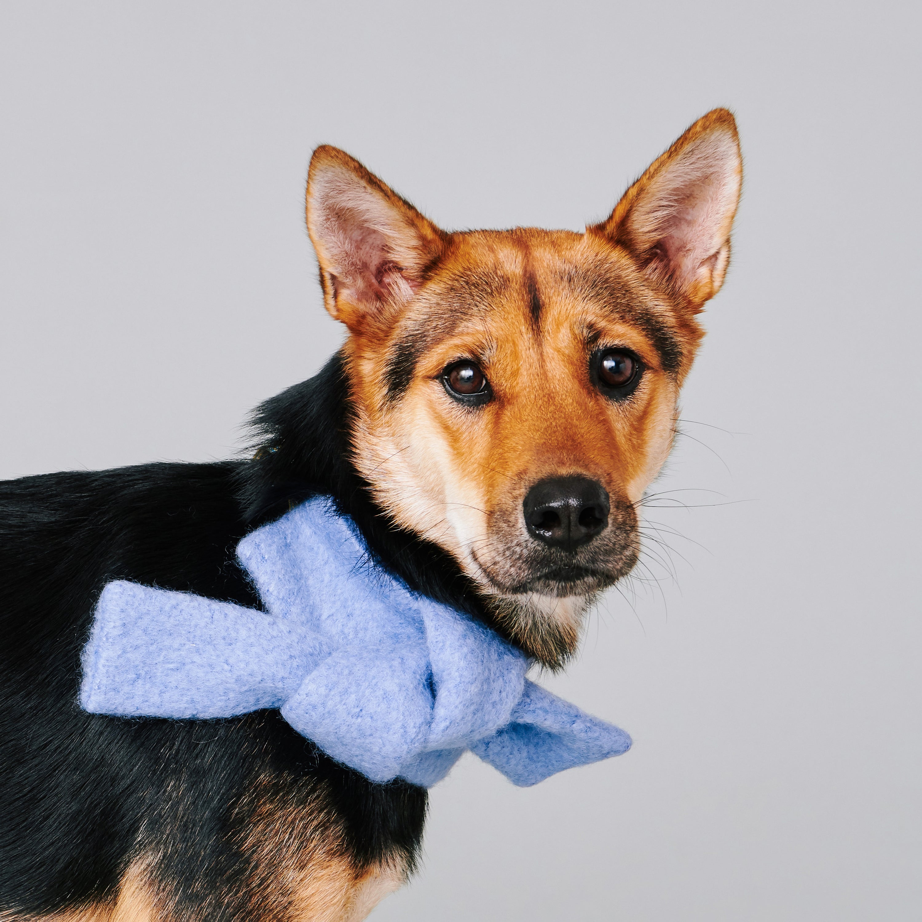 asteroid / mohair neckwear blue