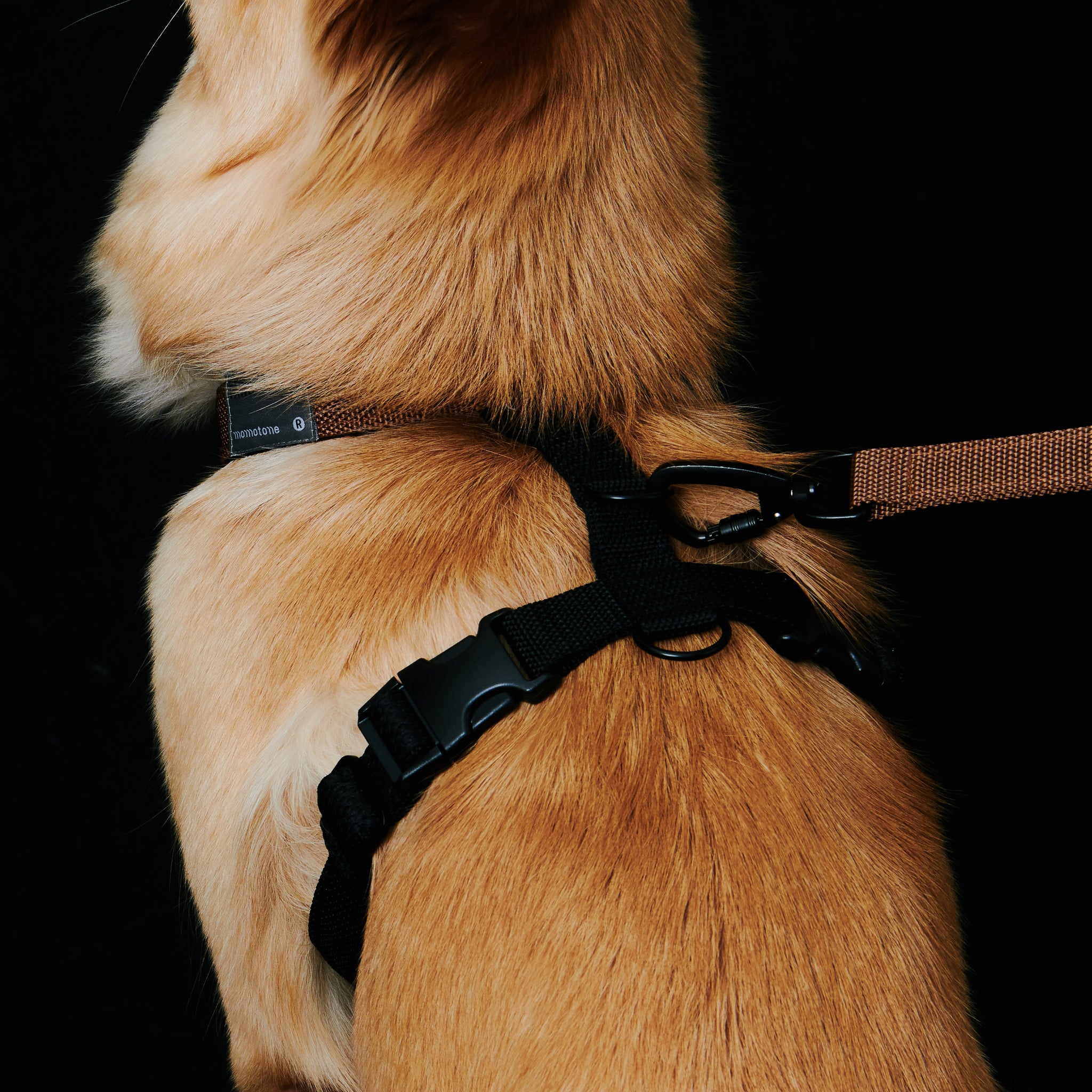 yama paws / 1°0 harness extender