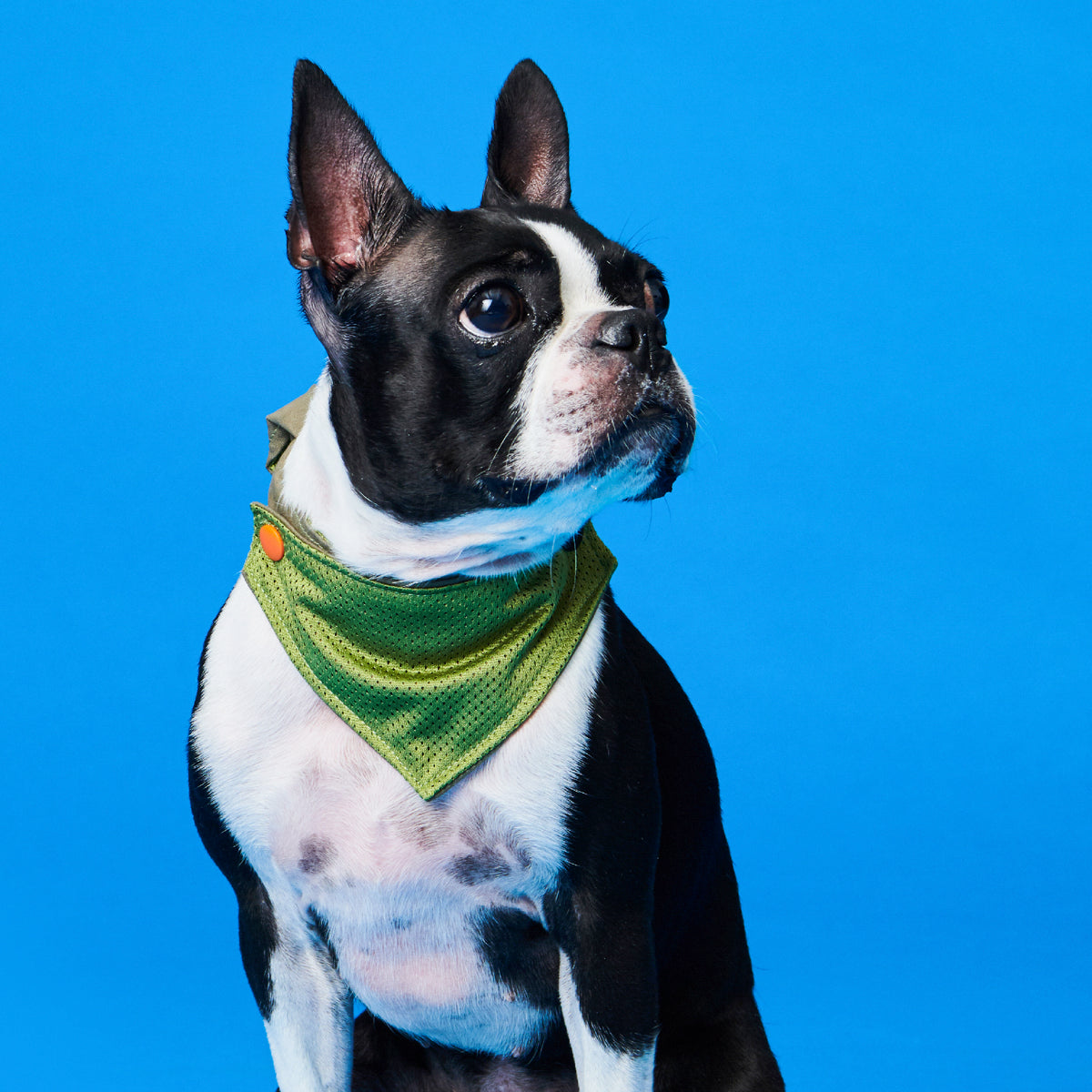 yama paws / sankkakei neckwear green