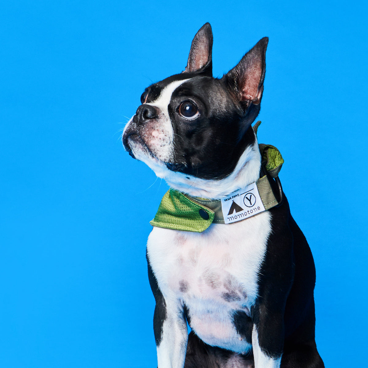 yama paws / sankkakei neckwear green